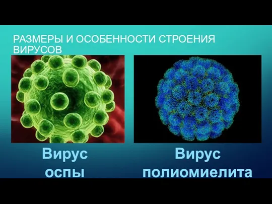РАЗМЕРЫ И ОСОБЕННОСТИ СТРОЕНИЯ ВИРУСОВ Вирус оспы Вирус полиомиелита