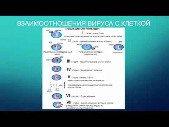 ВЗАИМООТНОШЕНИЯ ВИРУСА С КЛЕТКОЙ