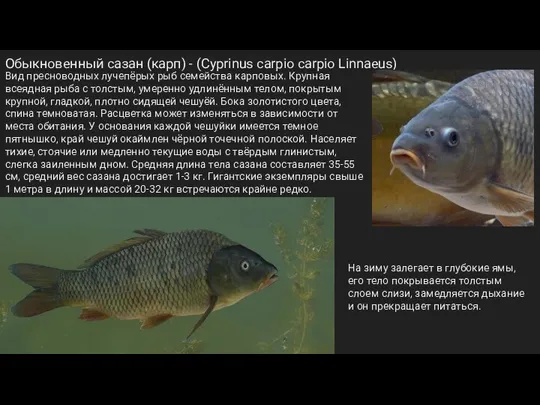 Обыкновенный сазан (карп) - (Cyprinus carpio carpio Linnaeus) Вид пресноводных лучепёрых рыб