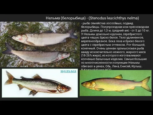 Нельма (белорыбица) - (Stenodus leucichthys nelma) - рыба семейства лососёвых, подвид белорыбицы.