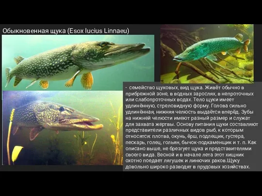 Обыкновенная щука (Esox lucius Linnaeu) - семейство щуковых, вид щука. Живёт обычно