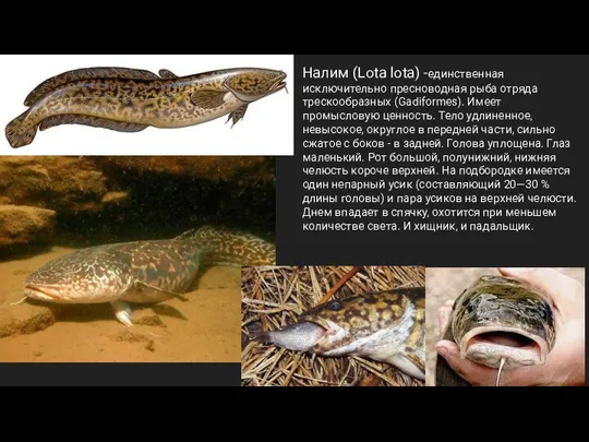 Налим (Lota lota) -единственная исключительно пресноводная рыба отряда трескообразных (Gadiformes). Имеет промысловую