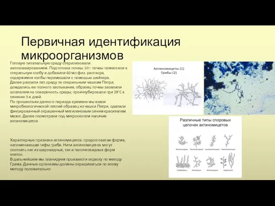 Первичная идентификация микроорганизмов Готовую питательную среду стерилизовали автоклавированием. Подготовка почвы: 50 г