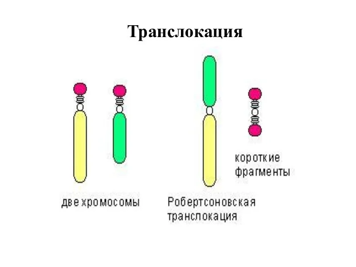 Транслокация