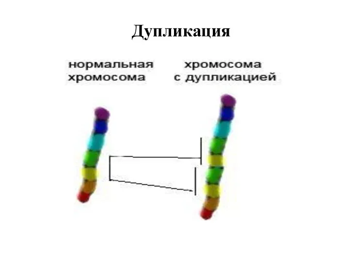 Дупликация