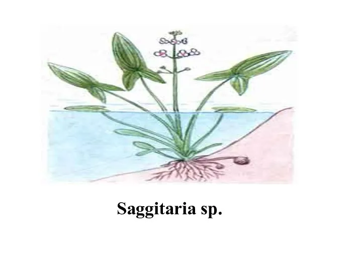 Saggitaria sp.