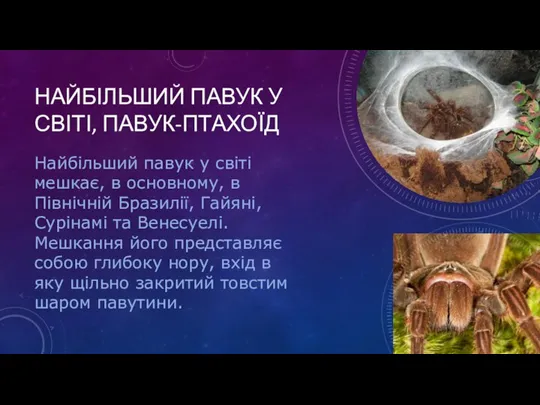 НАЙБІЛЬШИЙ ПАВУК У СВІТІ, ПАВУК-ПТАХОЇД Найбільший павук у світі мешкає, в основному,