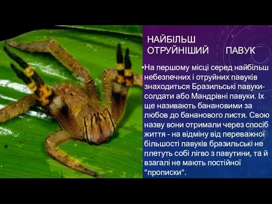 НАЙБІЛЬШ ОТРУЙНІШИЙ ПАВУК На першому місці серед найбільш небезпечних і отруйних павуків
