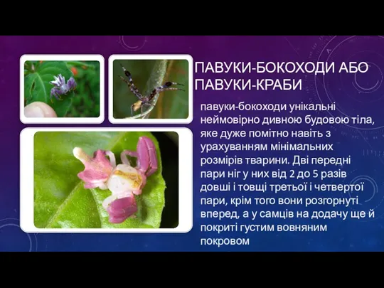 ПАВУКИ-БОКОХОДИ АБО ПАВУКИ-КРАБИ павуки-бокоходи унікальні неймовірно дивною будовою тіла, яке дуже помітно