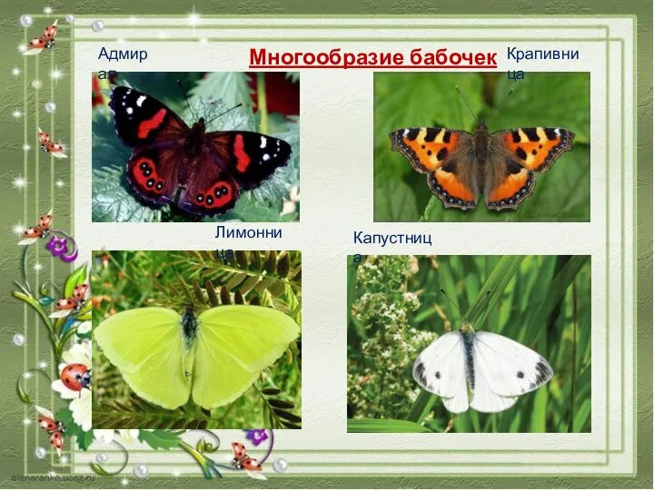 Многообразие бабочек Адмирал Крапивница Лимонница Капустница