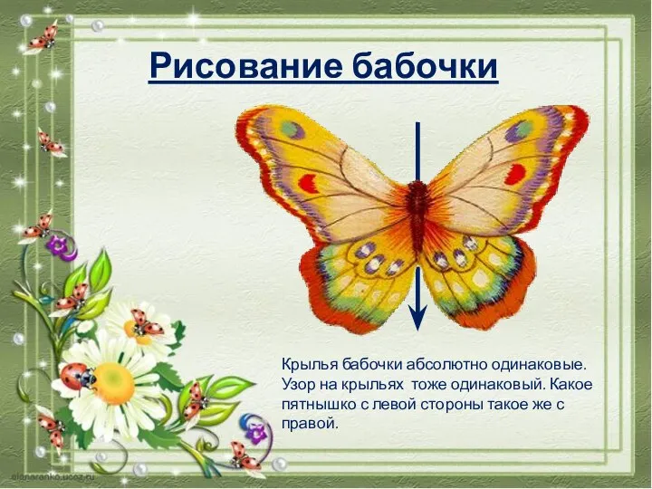 Крылья бабочки абсолютно одинаковые. Узор на крыльях тоже одинаковый. Какое пятнышко с