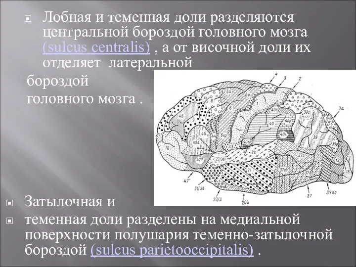 Лобная и теменная доли разделяются центральной бороздой головного мозга (sulcus centralis) ,