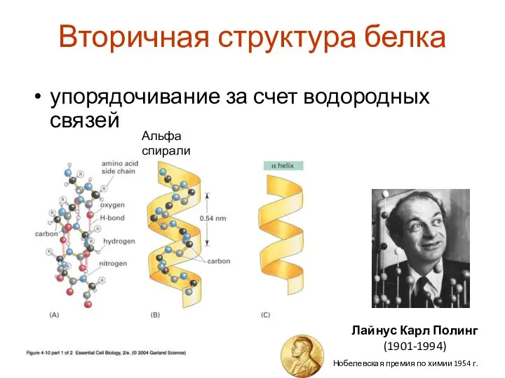 Вторичная структура белка упорядочивание за счет водородных связей Альфа спирали Лайнус Карл