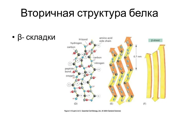 Вторичная структура белка β- складки