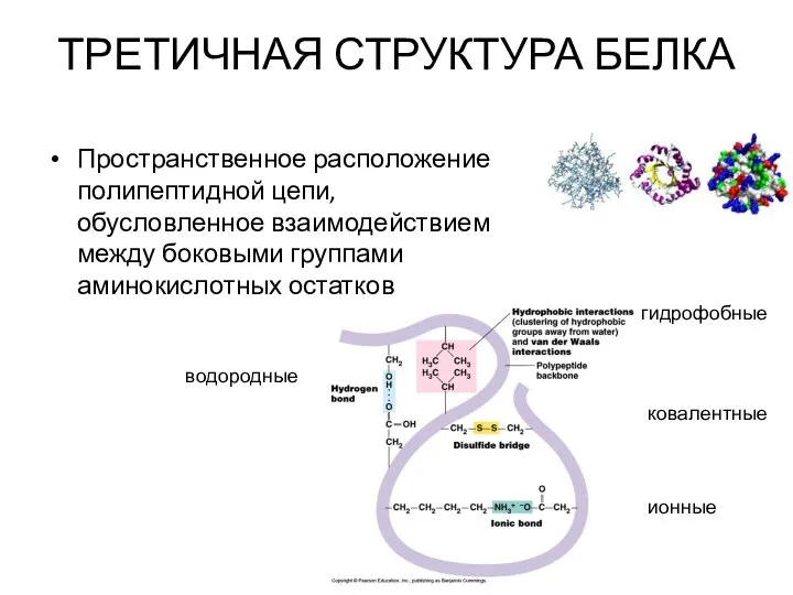 ТРЕТИЧНАЯ СТРУКТУРА БЕЛКА Пространственное расположение полипептидной цепи, обусловленное взаимодействием между боковыми группами