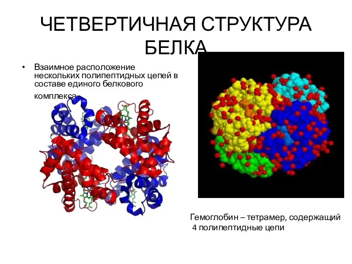 ЧЕТВЕРТИЧНАЯ СТРУКТУРА БЕЛКА Взаимное расположение нескольких полипептидных цепей в составе единого белкового