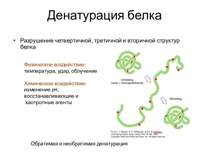 Денатурация белка Разрушение четвертичной, третичной и вторичной структур белка Физическое воздействие: температура,