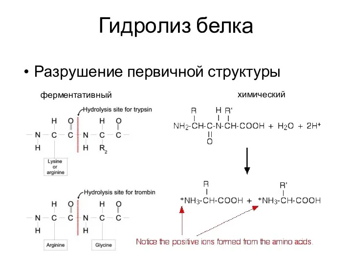 Гидролиз белка Разрушение первичной структуры ферментативный химический