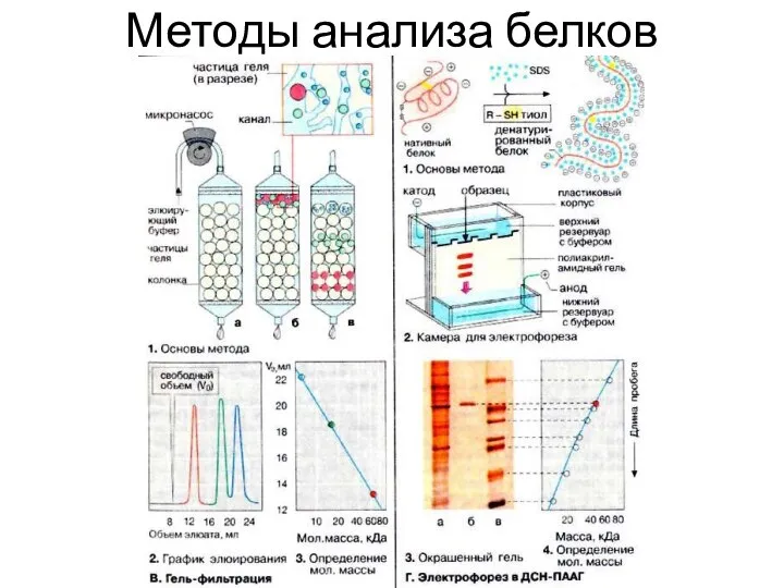 Методы анализа белков