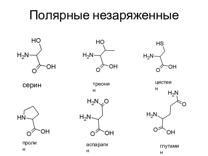 Полярные незаряженные серин треонин цистеин пролин аспарагин глутамин