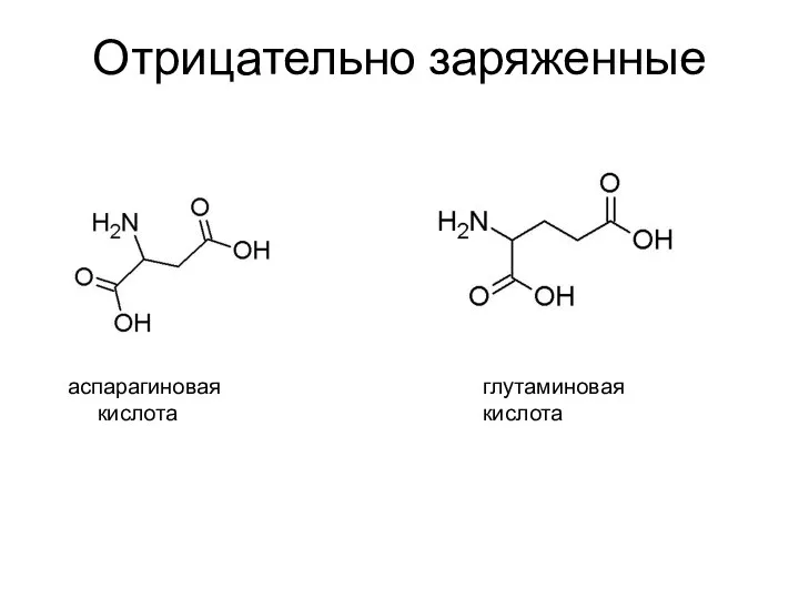 Отрицательно заряженные аспарагиновая кислота глутаминовая кислота