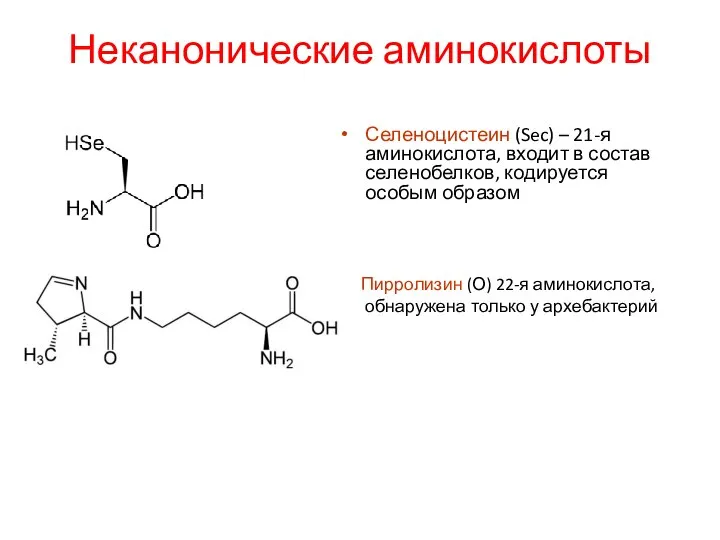 Неканонические аминокислоты Селеноцистеин (Sec) – 21-я аминокислота, входит в состав селенобелков, кодируется