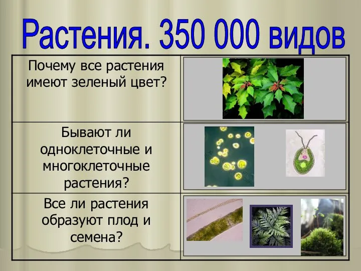 Растения. 350 000 видов