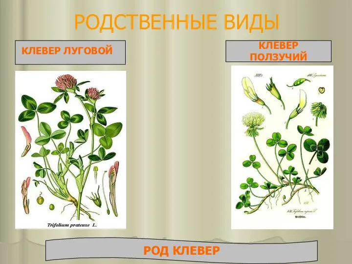 РОДСТВЕННЫЕ ВИДЫ КЛЕВЕР ЛУГОВОЙ КЛЕВЕР ПОЛЗУЧИЙ РОД КЛЕВЕР