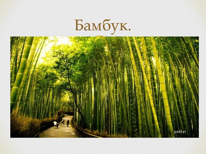 Бамбук.
