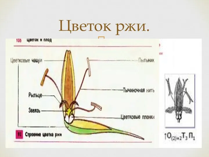 Цветок ржи.