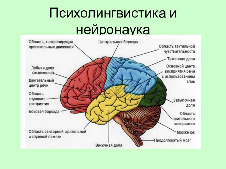 Психолингвистика и нейронаука