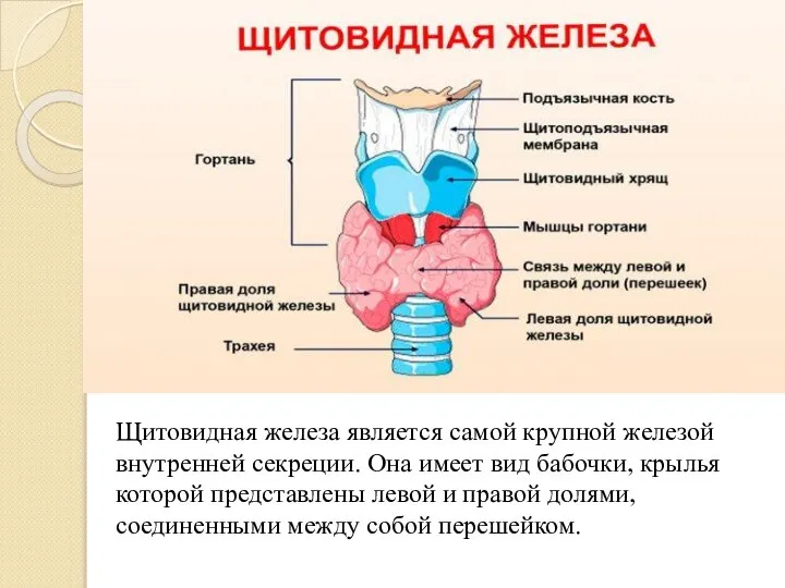Щитовидная железа является самой крупной железой внутренней секреции. Она имеет вид бабочки,
