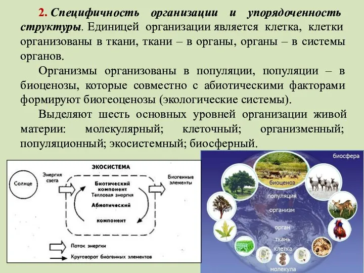 2. Специфичность организации и упорядоченность структуры. Единицей организации является клетка, клетки организованы