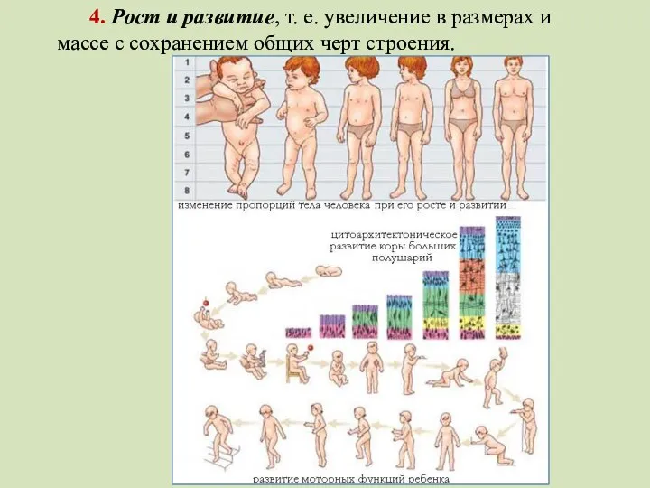 4. Рост и развитие, т. е. увеличение в размерах и массе с сохранением общих черт строения.