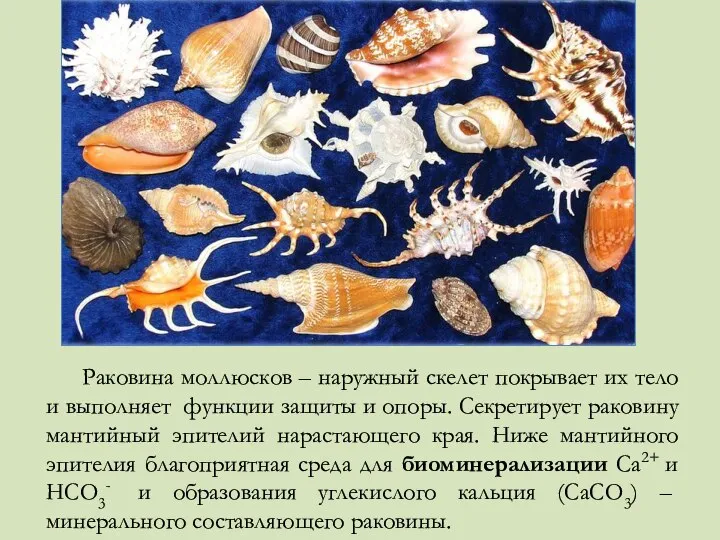 Раковина моллюсков – наружный скелет покрывает их тело и выполняет функции защиты