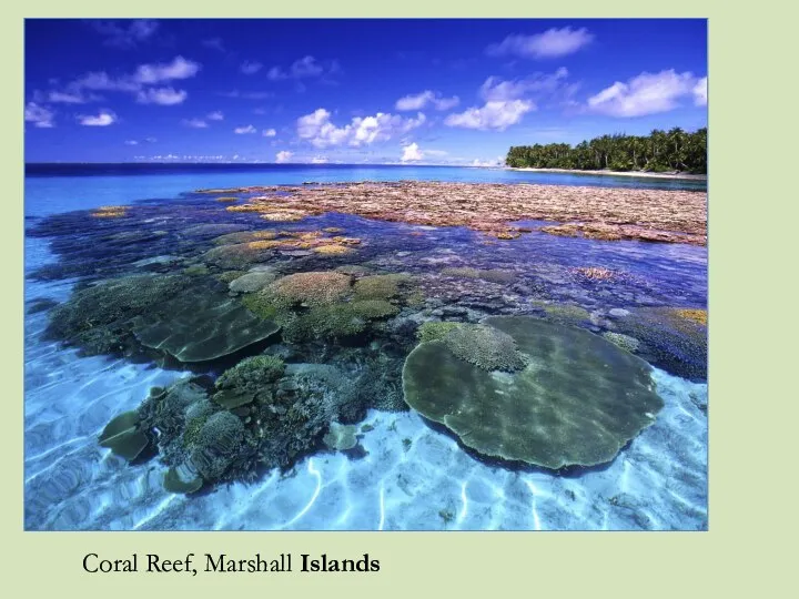 Coral Reef, Marshall Islands
