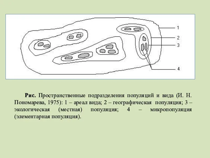 Рис. Пространственные подразделения популяций и вида (И. Н. Пономарева, 1975): 1 –