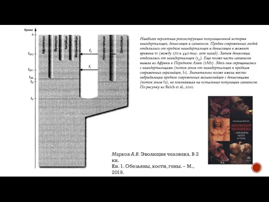 Марков А.В. Эволюция человека. В 2 кн. Кн. 1. Обезьяны, кости, гены. – М., 2019.