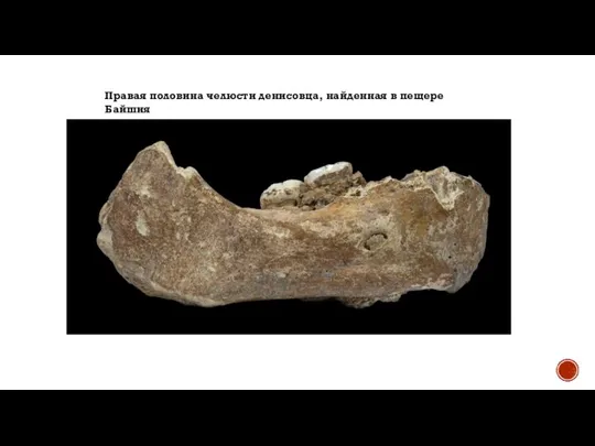 Правая половина челюсти денисовца, найденная в пещере Байшия