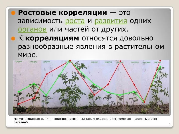 Ростовые корреляции — это зависимость роста и развития одних органов или частей