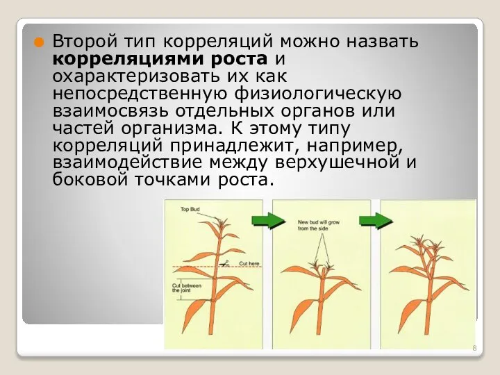 Второй тип корреляций можно назвать корреляциями роста и охарактеризовать их как непосредственную