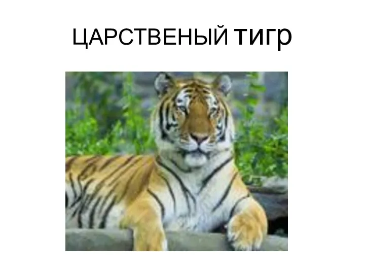 ЦАРСТВЕНЫЙ тигр