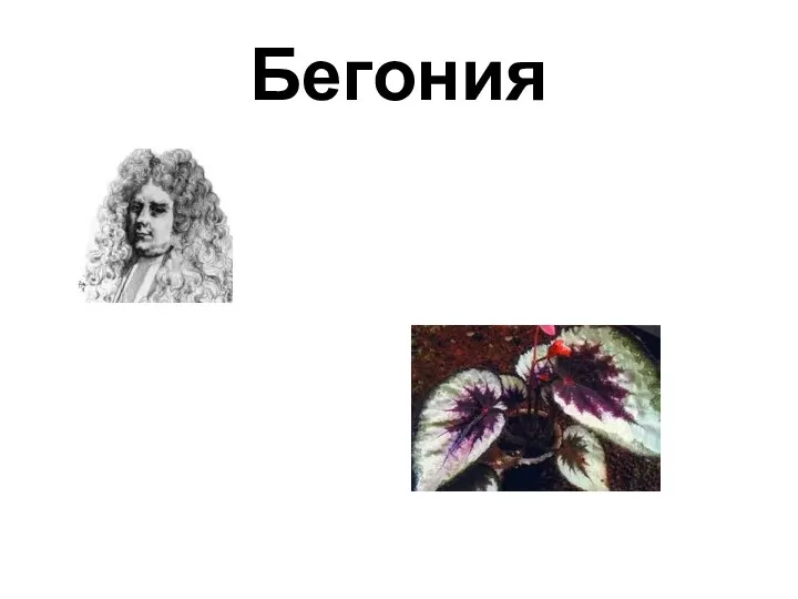 Бегония