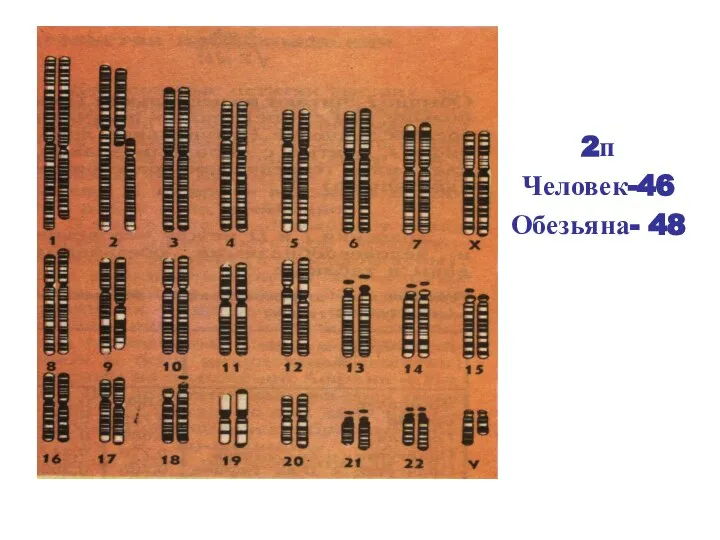 2п Человек-46 Обезьяна- 48