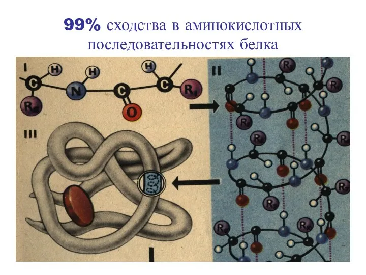 99% сходства в аминокислотных последовательностях белка