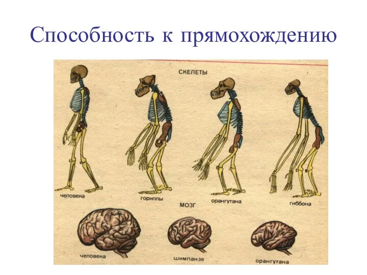 Способность к прямохождению