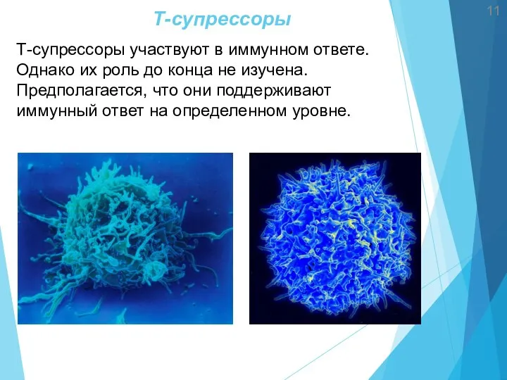 11 Т-супрессоры Т-супрессоры участвуют в иммунном ответе. Однако их роль до конца