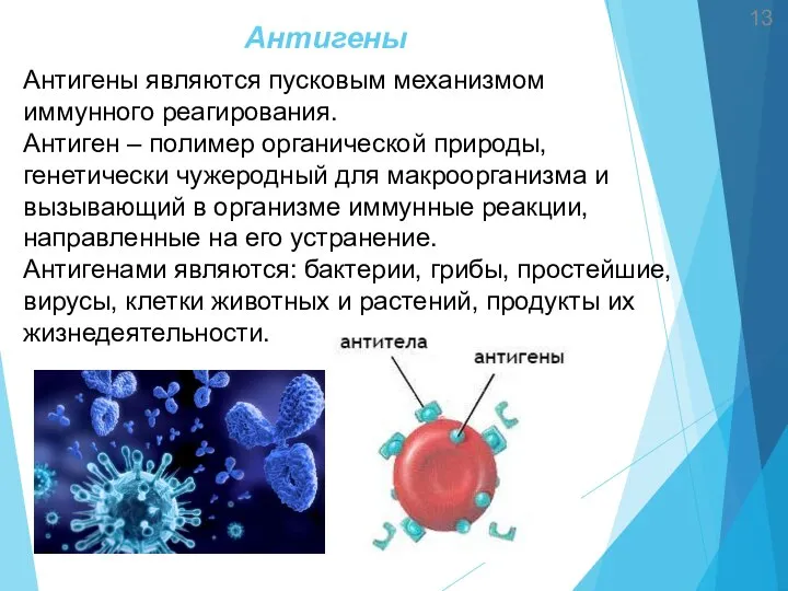 Антигены Антигены являются пусковым механизмом иммунного реагирования. Антиген – полимер органической природы,