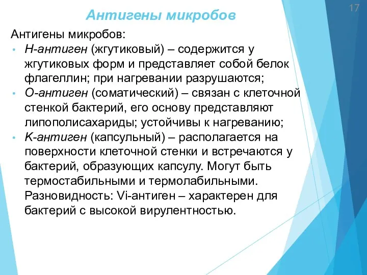 Антигены микробов Антигены микробов: H-антиген (жгутиковый) – содержится у жгутиковых форм и