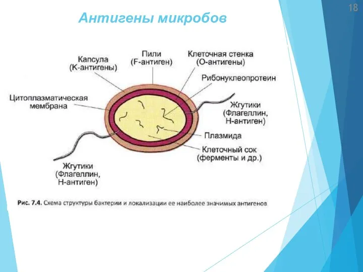 Антигены микробов 18